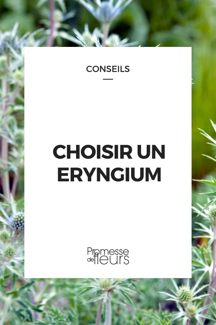 Elegir Eryngium