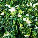 6 coles chinas para descubrir