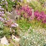 Transcripción de vídeo: Crear una rocalla