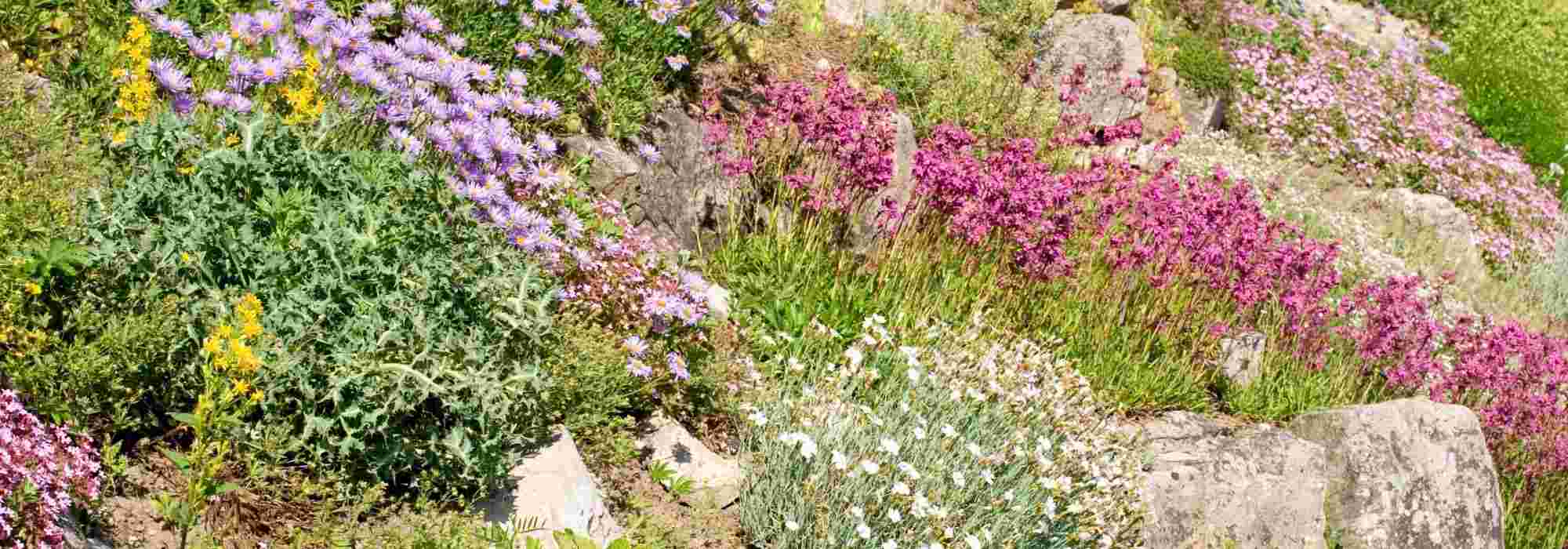 Transcripción de vídeo: Crear una rocalla