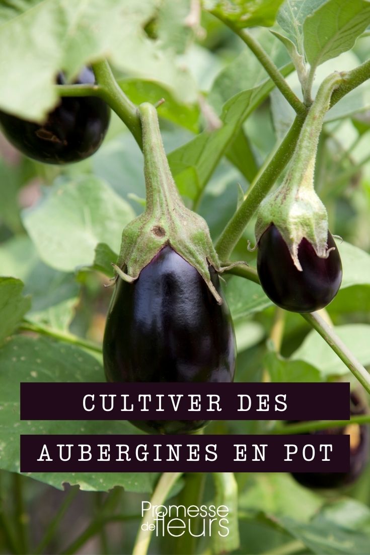 <h1>Plantar y cuidar berenjenas en maceta</h1>

<p>Las berenjenas son una excelente opción para cultivar en macetas, ya que requieren menos espacio y son perfectas para jardines pequeños o balcones. Aquí te mostramos cómo plantar y cuidar tus berenjenas en maceta.</p>

<h2>Elección de la maceta</h2>
<p>Elige una maceta de al menos <strong>30 cm de profundidad</strong> y <strong>30 cm de diámetro</strong> para permitir un buen desarrollo de las raíces. Asegúrate de que tenga orificios de drenaje para evitar el encharcamiento.</p>

<h2>Suelo adecuado</h2>
<p>Utiliza un sustrato de calidad, rico en materia orgánica. Puedes mezclar tierra de jardín con compost y perlita para mejorar el drenaje y la aireación.</p>

<h2>Siembra de las semillas</h2>
<p>Siembra las semillas de berenjena en el interior, a finales de invierno o principios de primavera. Cuando las plántulas tengan al menos <strong>10 cm de altura</strong>, trasplántalas a la maceta.</p>

<h2>Ubicación y luz</h2>
<p>Coloca la maceta en un lugar donde reciba al menos <strong>6 horas de luz solar directa</strong> al día. Las berenjenas prosperan en climas cálidos, así que asegúrate de que estén protegidas de las heladas.</p>

<h2>Riego</h2>
<p>Mantén el sustrato húmedo, pero no encharcado. Riega regularmente, especialmente durante los meses más cálidos, y reduce el riego cuando las temperaturas bajen.</p>

<h2>Fertilización</h2>
<p>Aplica un fertilizante equilibrado cada 4-6 semanas durante la temporada de crecimiento para asegurar un buen desarrollo de las plantas y una cosecha abundante.</p>

<h2>Control de plagas y enfermedades</h2>
<p>Revisa tus plantas regularmente en busca de plagas como pulgones o trips. Si encuentras alguna, utiliza insecticidas naturales o jabón insecticida para controlarlas.</p>

<h2>Cosecha</h2>
<p>Las berenjenas están listas para cosechar cuando tienen un color brillante y la piel es suave al tacto. Corta los frutos con un cuchillo afilado, dejando un pequeño pedúnculo.</p>

<p>Siguiendo estos consejos, podrás disfrutar de berenjenas frescas y deliciosas cultivadas en tu propia maceta. ¡Feliz jardinería!</p>