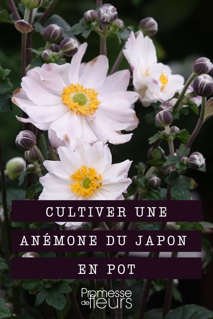 cultivar una anémona de Japón en maceta