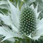 Transcripción del vídeo: Eryngium giganteum