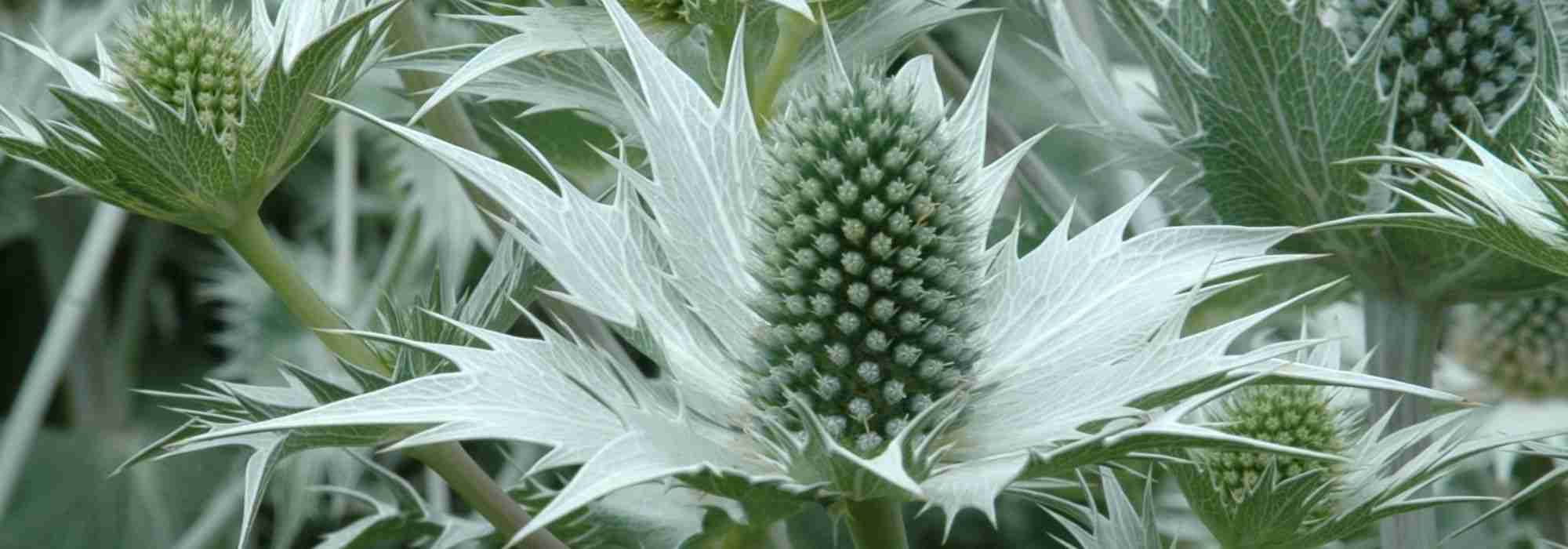 Transcripción del vídeo: Eryngium giganteum