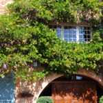 7 trepadoras resistentes a la sequía