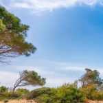 Plantar en un jardín expuesto al mistral o a la tramontana