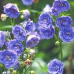 Las campanillas más bellas