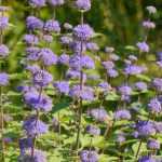 Caryopteris: las variedades más bellas