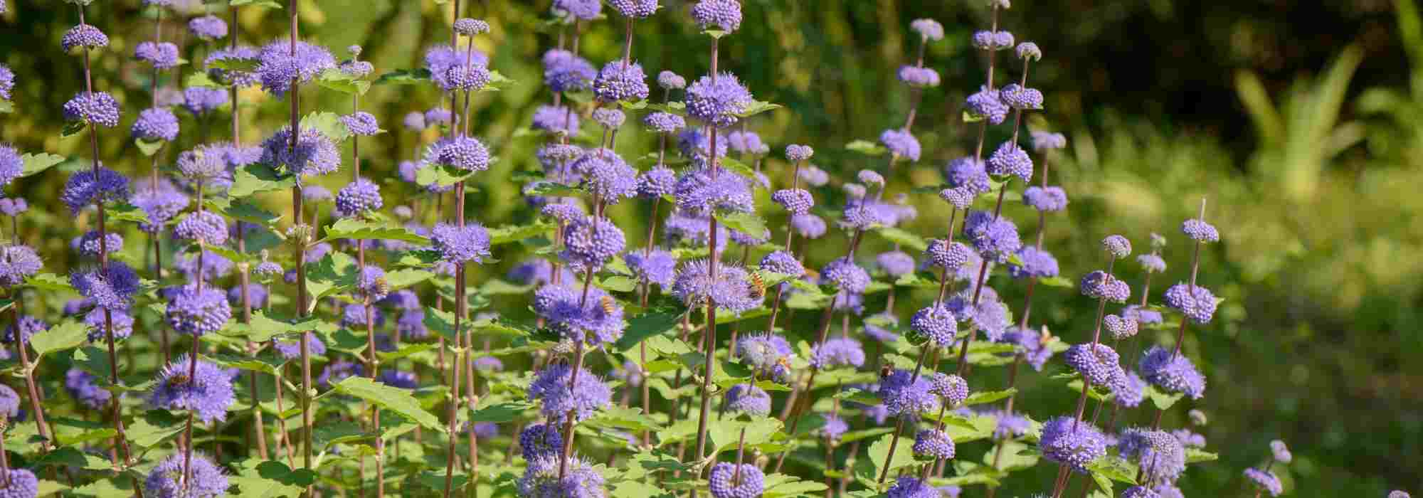 Caryopteris: las variedades más bellas