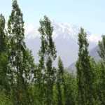 10 árboles columnares