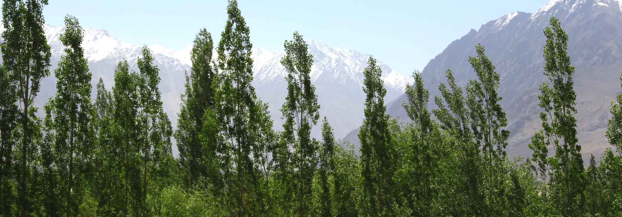 10 árboles columnares