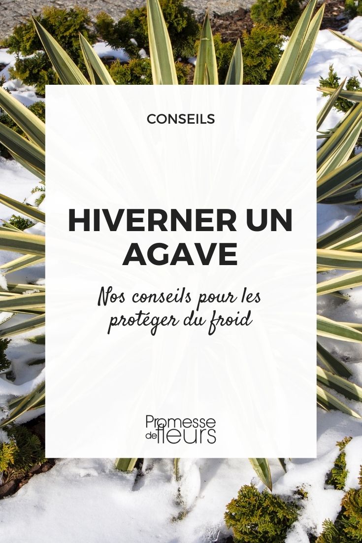 <h1>Hibernar un agave</h1>

<p>El agave es una planta resistente, pero en climas fríos necesita ciertos cuidados para sobrevivir al invierno. Aquí te explicamos cómo hibernar tu agave correctamente.</p>

<h2>1. Protege las raíces</h2>
<p>Antes de que lleguen las primeras heladas, cubre la base de la planta con una capa gruesa de mantillo o paja. Esto ayudará a aislar las raíces del frío.</p>

<h2>2. Cubre la planta</h2>
<p>Para proteger las hojas, envuelve el agave con una manta térmica o una lona transpirable. Asegúrate de que la cubierta no toque directamente las hojas para evitar la condensación.</p>

<h2>3. Controla la humedad</h2>
<p>Reduce el riego durante el invierno. El exceso de agua en el suelo frío puede provocar la pudrición de las raíces.</p>

<h2>4. Ubicación estratégica</h2>
<p>Si tu agave está en maceta, muévelo a un lugar protegido, como un garaje o un invernadero, donde reciba luz pero esté a salvo de las heladas.</p>

<p>Siguiendo estos consejos, tu agave pasará el invierno sin problemas y estará listo para lucir espléndido en primavera.</p>