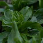 Los canónigos: siembra, cultivo y cosecha