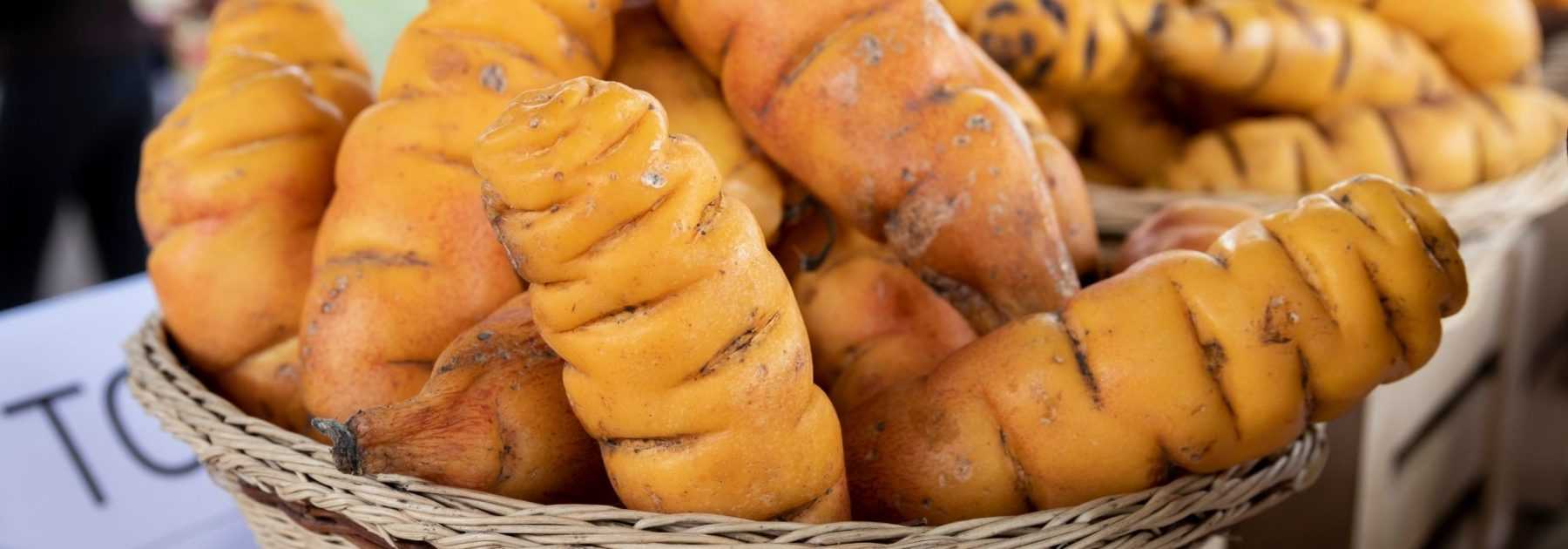 Oca del Perú: cultivo, plantación y cosecha
