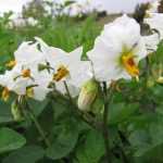 Enfermedades y enemigos de la patata