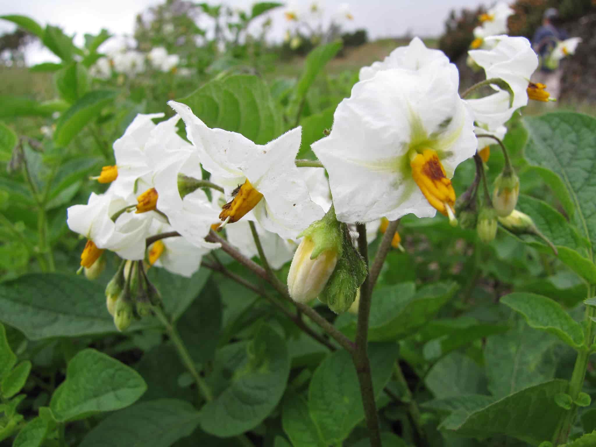 Enfermedades y enemigos de la patata