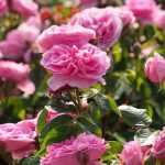 10 rosales ingleses de David Austin con flores rosadas