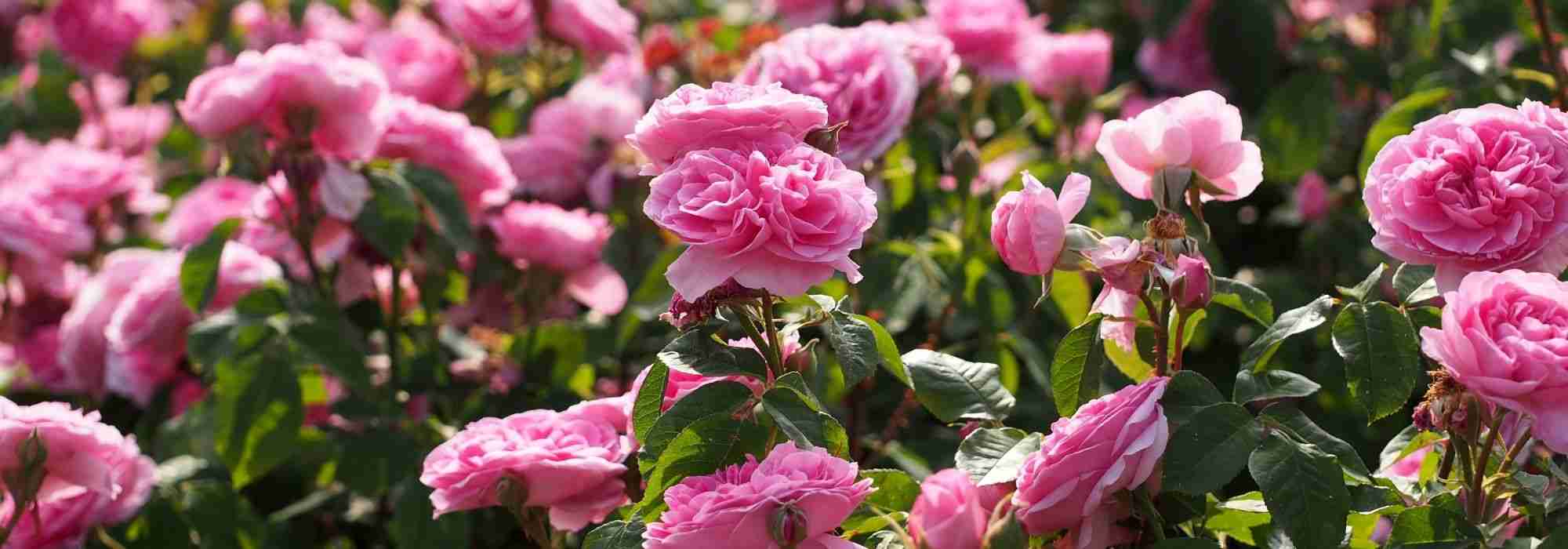 10 rosales ingleses de David Austin con flores rosadas