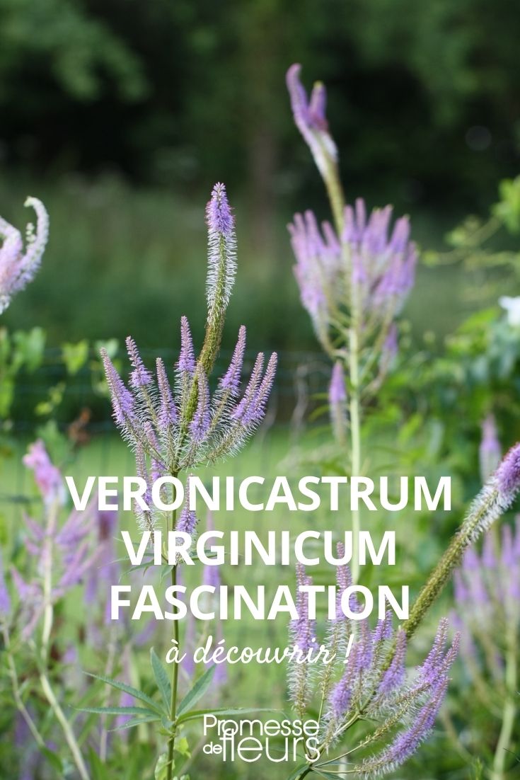 Veronicastrum 'Fascination'