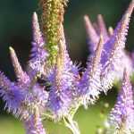 Transcripción del vídeo: Veronicastrum virginicum 'Fascination'