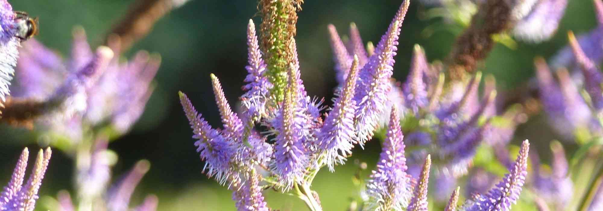 Transcripción del vídeo: Veronicastrum virginicum 'Fascination'