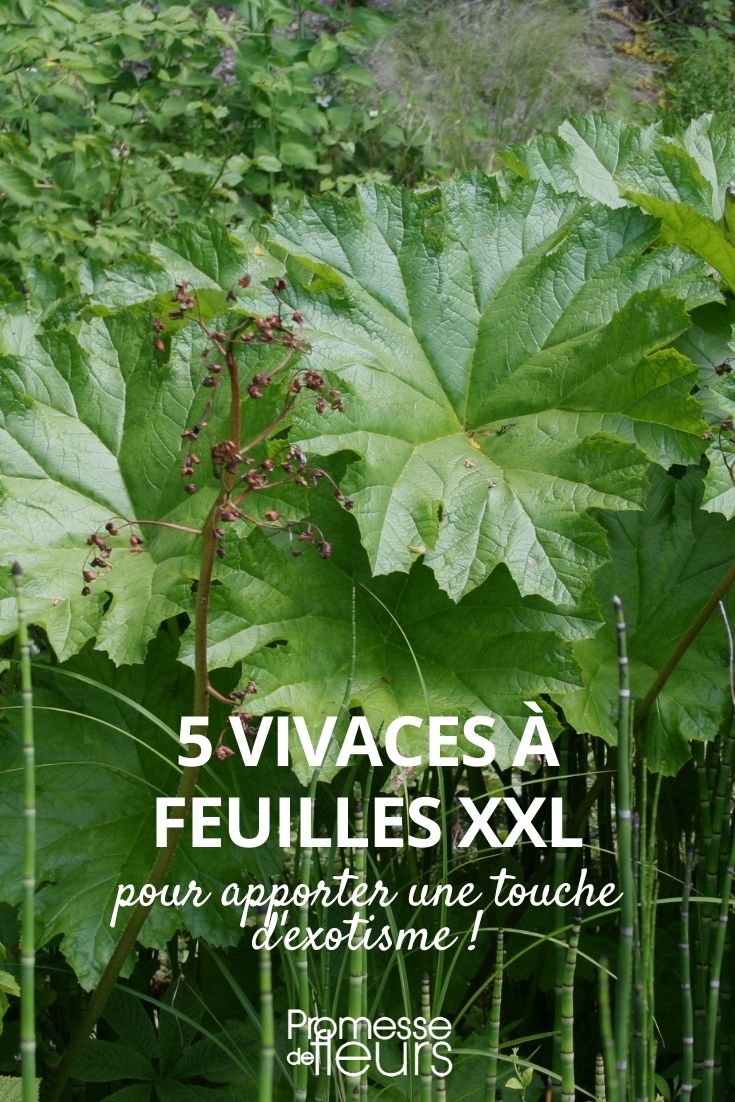 vivaces de hojas xxl