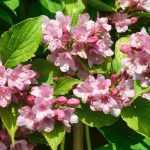 ¿Cómo cultivar weigela en macetas?