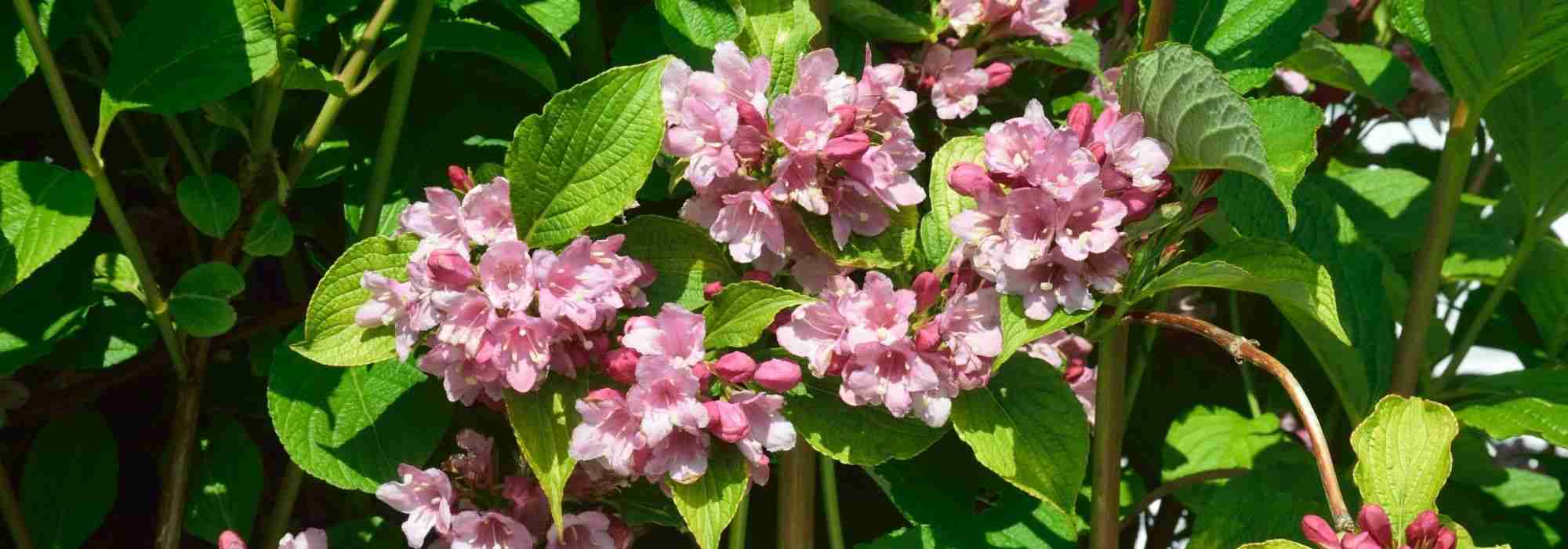¿Cómo cultivar weigela en macetas?