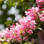 Asociar las weigelas en el jardín