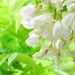 Cultivar glicinia en macetas