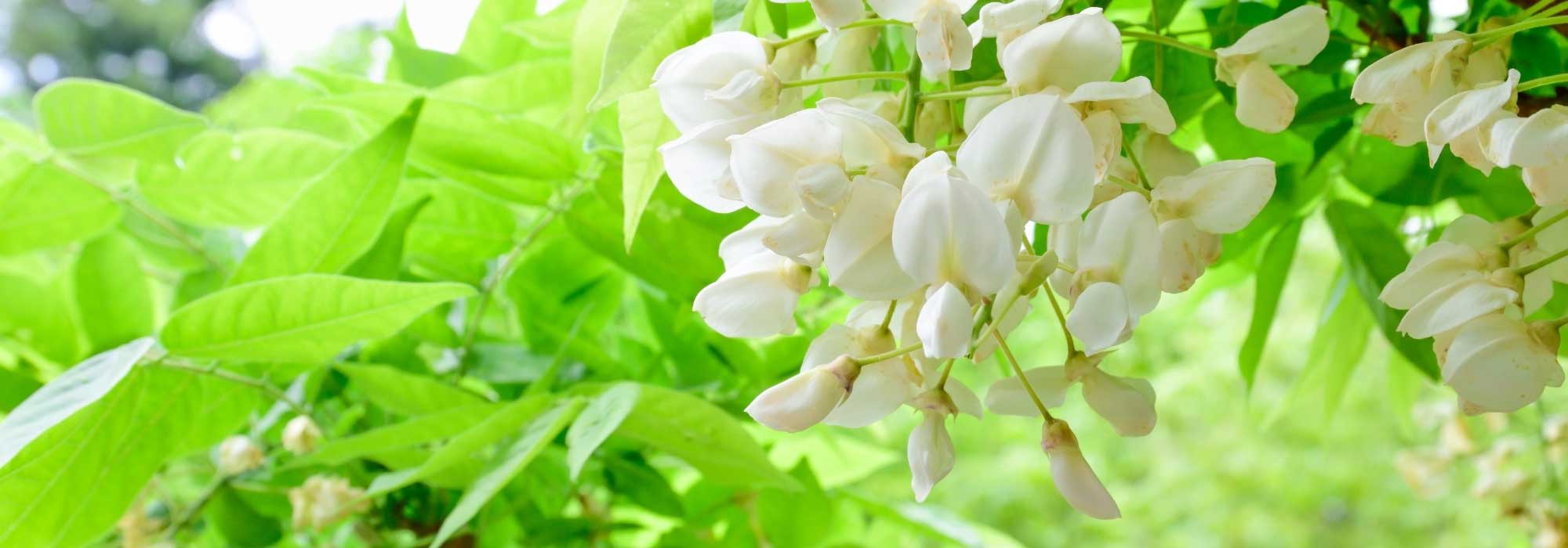 Cultivar glicinia en macetas