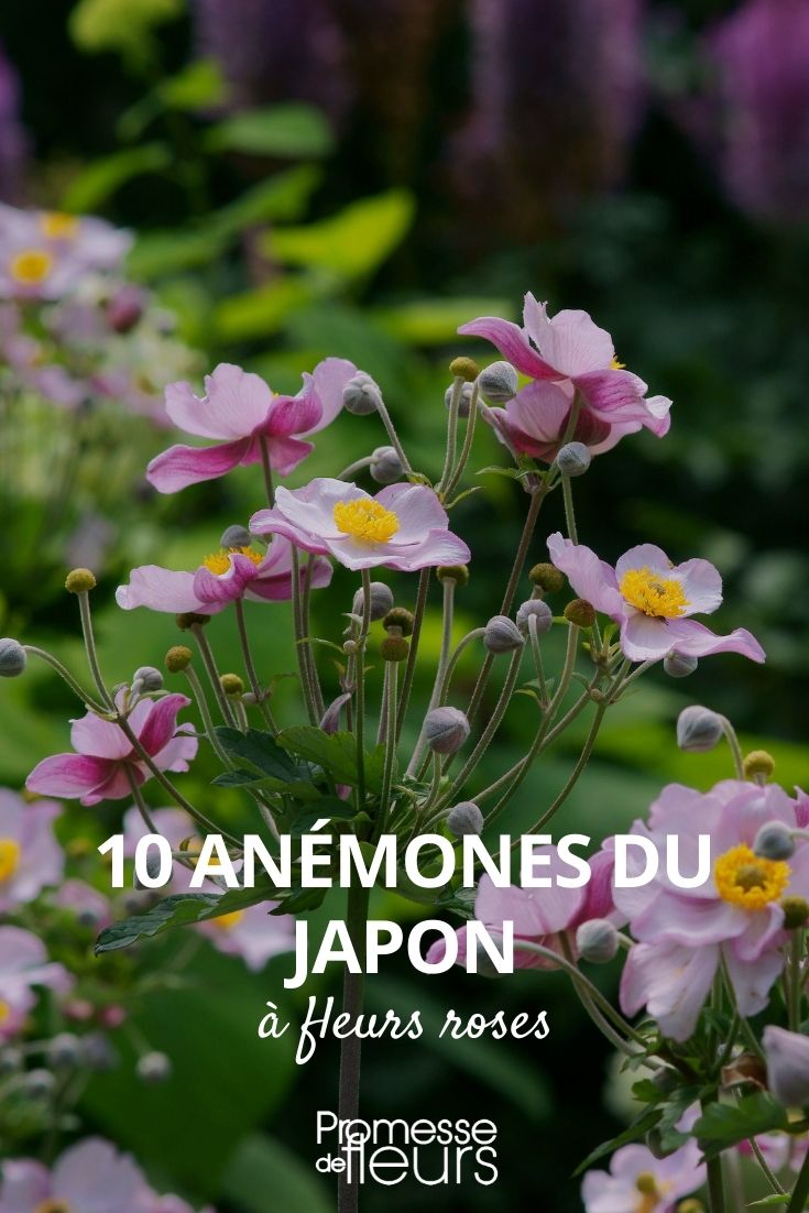 10 anémonas de Japón flores rosas