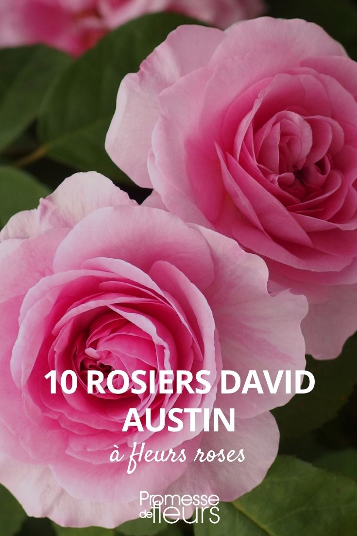 10 rosales David Austin con flores rosas