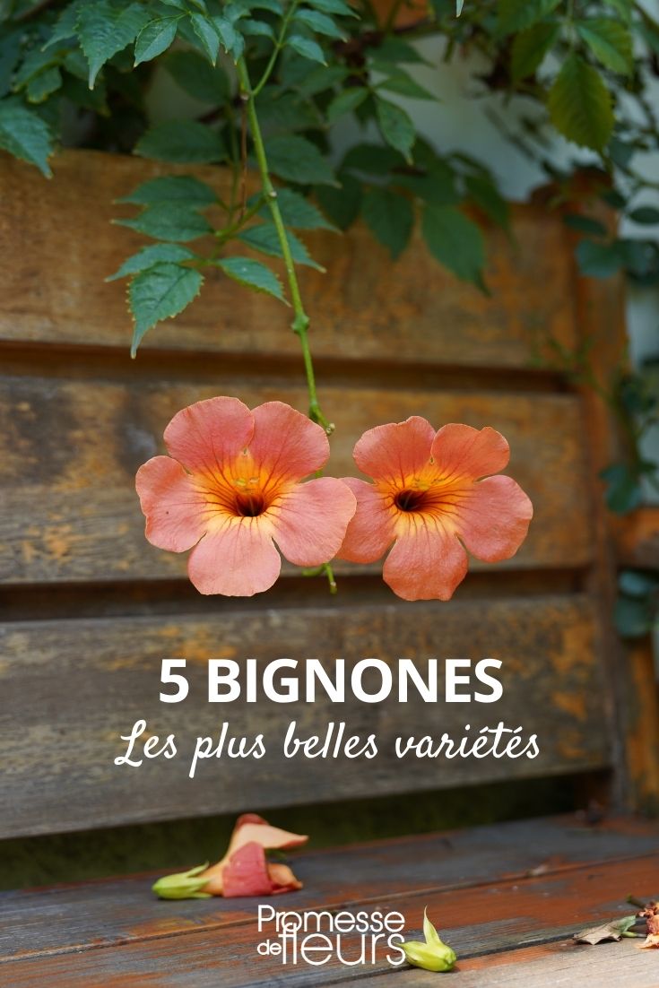 Bignones: las variedades más hermosas