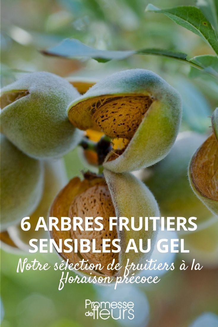 6 árboles frutales sensibles a las heladas