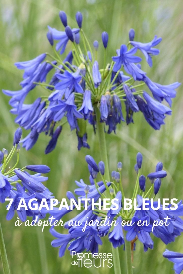 7 agapantos azules