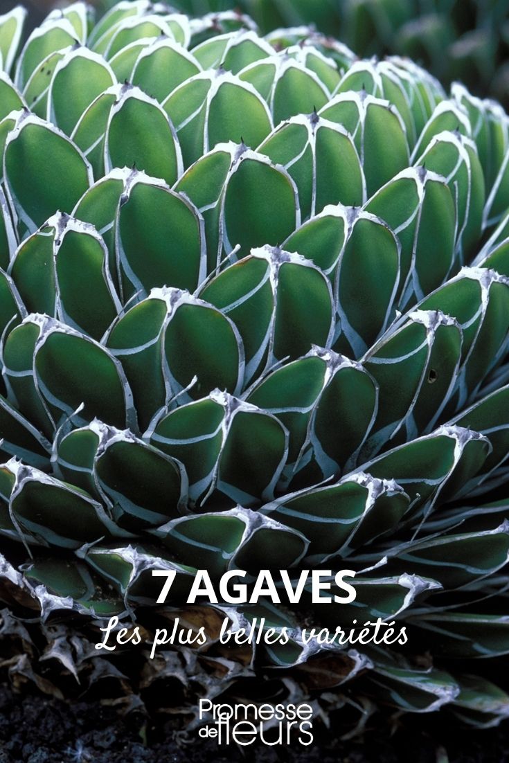**Ágaves: las variedades más hermosas**  

Los ágaves son plantas suculentas fascinantes, apreciadas por su elegancia arquitectónica y su resistencia. Con una amplia gama de formas, tamaños y colores, estas plantas son ideales para jardines secos, rocallas o incluso como plantas de interior. Aquí te presentamos algunas de las variedades más hermosas de ágaves que puedes cultivar:  

1. **Agave americana**  
   Conocida como "pita" o "maguey", esta variedad es una de las más populares. Sus hojas grandes y carnosas, de color verde azulado, forman una roseta impresionante. La variedad 'Marginata' destaca por sus bordes amarillos brillantes, añadiendo un toque de color al jardín.  

2. **Agave attenuata**  
   También llamada "cuello de cisne", esta especie se distingue por su forma curvada y su falta de espinas, lo que la hace más segura para jardines familiares. Sus hojas suaves y de color verde claro le dan un aspecto tropical y elegante.  

3. **Agave parryi**  
   Originaria de las regiones montañosas de México y el suroeste de Estados Unidos, esta variedad compacta es perfecta para espacios pequeños. Sus hojas grisáceas y su forma geométrica la convierten en una opción muy decorativa.  

4. **Agave victoriae-reginae**  
   Esta especie es una verdadera joya botánica. Sus hojas cortas y triangulares, con marcas blancas únicas, forman una roseta simétrica y compacta. Es ideal para macetas o jardines de rocas.  

5. **Agave tequilana**  
   Conocida como la planta del tequila, esta variedad no solo es funcional, sino también ornamental. Sus hojas largas y estrechas, de un verde intenso, aportan un toque exótico al jardín.  

6. **Agave filifera**  
   Esta especie se caracteriza por sus hojas delgadas y sus filamentos blancos que parecen hilos. Es una opción perfecta para añadir textura y movimiento a tu diseño de jardín.  

7. **Agave potatorum**  
   Conocida como "agave mariposa", esta variedad es pequeña pero impactante. Sus hojas azuladas y sus espinas rojas la convierten en una planta muy decorativa para macetas o jardines de suculentas.  

Los ágaves son plantas de bajo mantenimiento, ideales para climas secos y cálidos. Asegúrate de plantarlos en un suelo bien drenado y de proporcionarles suficiente luz solar. Con estas variedades, podrás crear un jardín lleno de estilo y personalidad. ¡Anímate a incorporar estas maravillas botánicas en tu espacio verde!