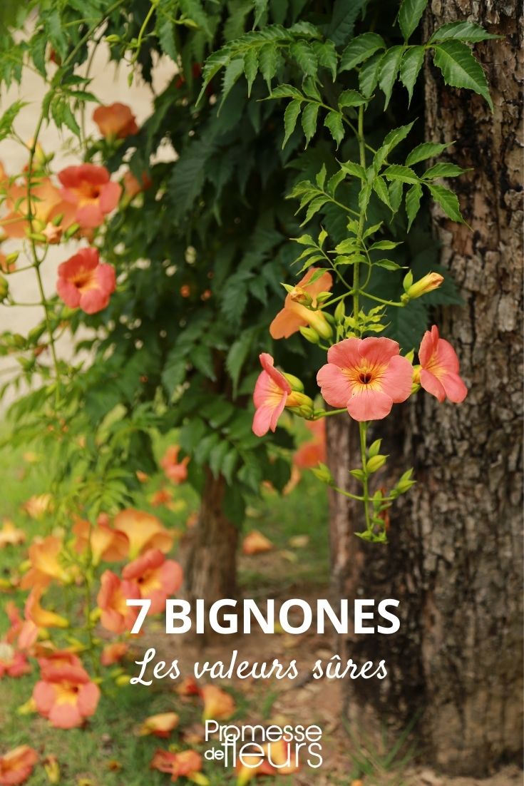 7 bignonias de confianza