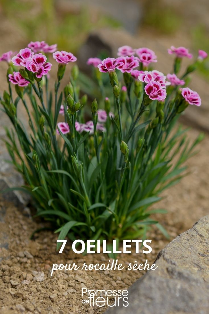 Claveles para rocallas secas