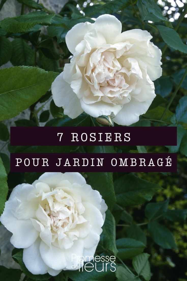 7 rosales para jardines con sombra