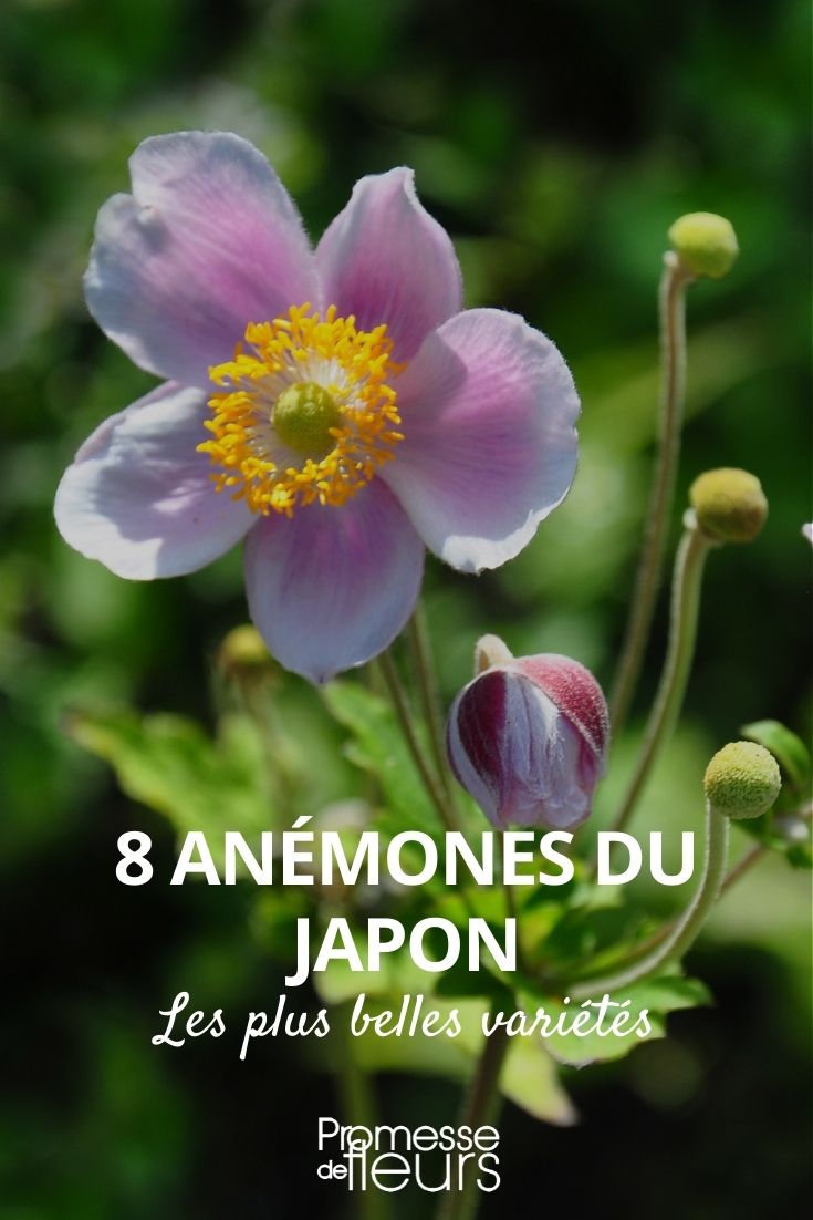 8 anémonas japonesas