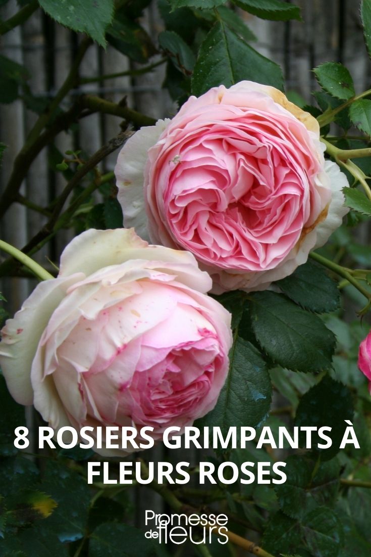 8 rosal trepador con flores rosadas