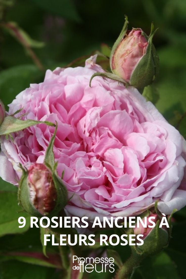 9 rosales antiguos con flores rosadas.