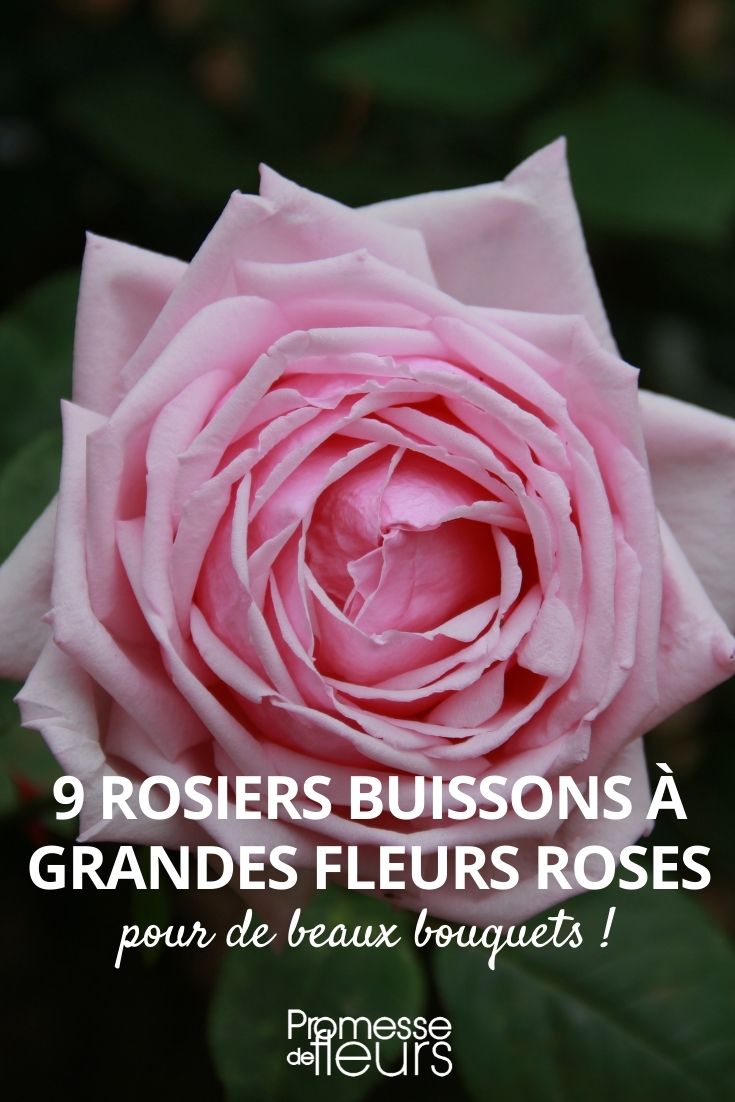 9 rosales arbustivos con grandes flores rosas