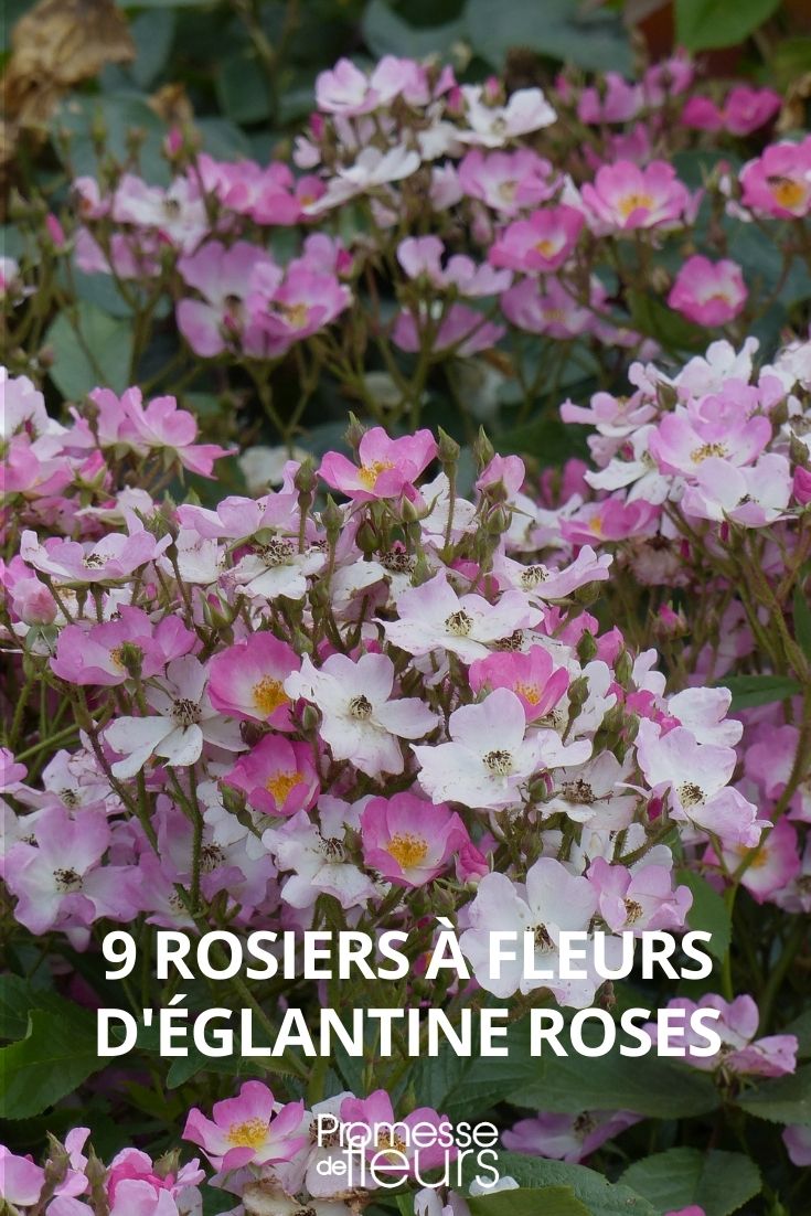 9 rosales de flores de escaramujo rosas