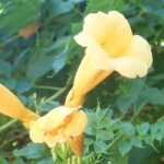 7 trompetas trepadoras: las más resistentes