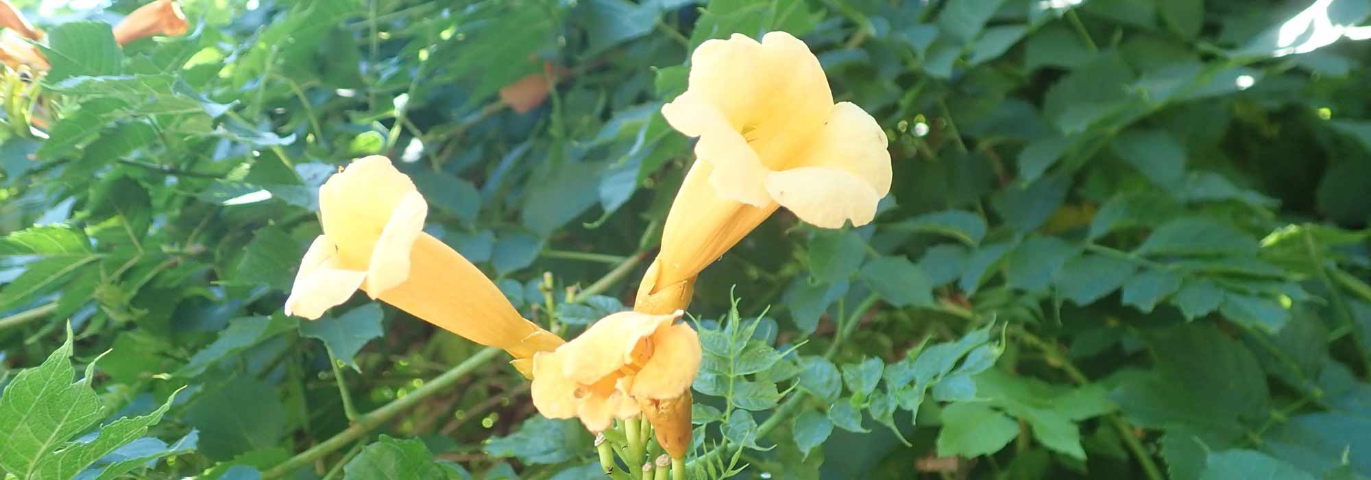 7 trompetas trepadoras: las más resistentes