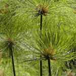 Invernar Cyperus papyrus