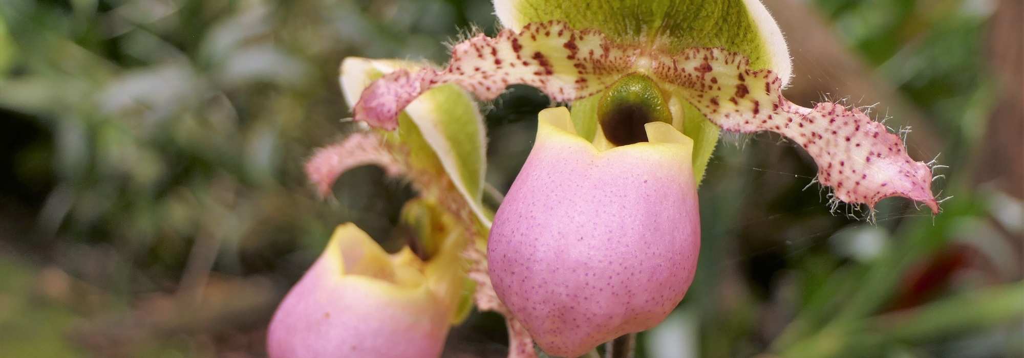 Cypripedium - Zapato de Venus: plantar y cultivar