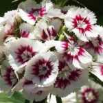 Clavel de los poetas - Dianthus barbatus: plantación, siembra, cuidados
